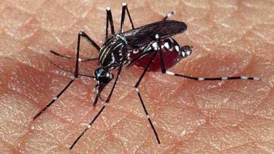 As mentiras e as verdades sobre o avanço da Dengue