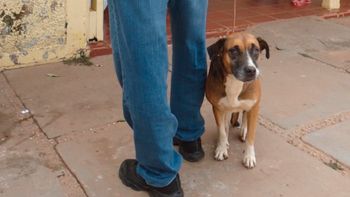 Com campanha contra raiva animal vai até 30 de novembro em Mato Grosso