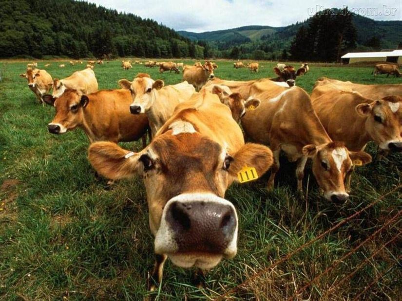 A vaca vai pro brejo?