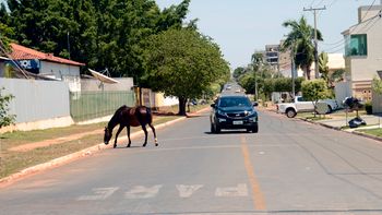 Morte de mototaxista não mudou ação da Setrat em relação aos animais soltos em Rondonópolis