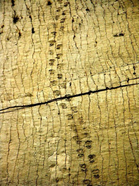 Bolívia tem maior coleção de pegadas de dinossauros no mundo