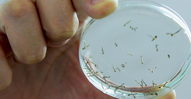 Estado divulga dados de dengue de 1 de janeiro a 24 de julho de 2014