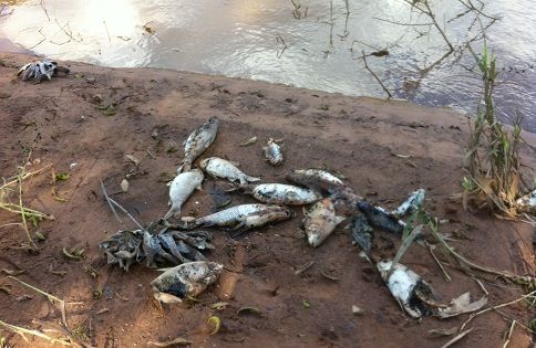 Água contaminada é lançada no córrego Bambu e provoca matança de peixes