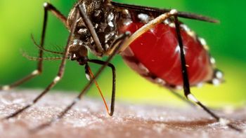 Rondonópolis contabiliza 1.910 casos de dengue este ano