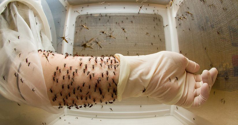 Mato Grosso tem 28 mil casos de dengue registrados