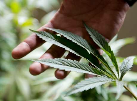 Regulamentação da maconha voltará a debate hoje no Senado