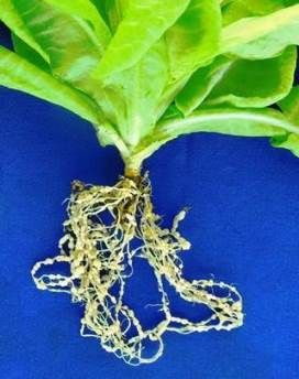 Um aliado na prevenção de Nematoides em hortaliças