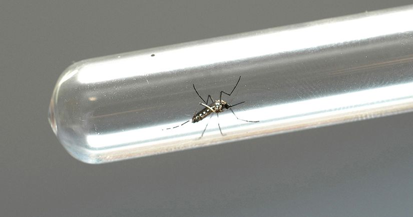 Anvisa aprova registro da primeira vacina contra a dengue no Brasil