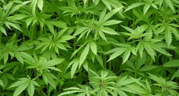 Deputado propõe que legalização da maconha seja discutida em bloco pelo países do Mercosul