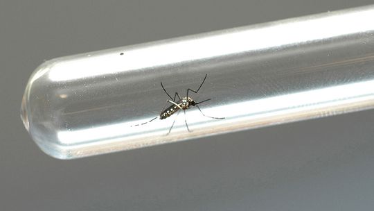 Anvisa aprova registro da primeira vacina contra a dengue no Brasil