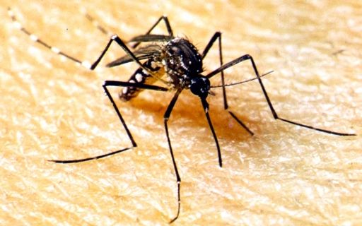 Mato Grosso registra primeira confirmação de morte por dengue