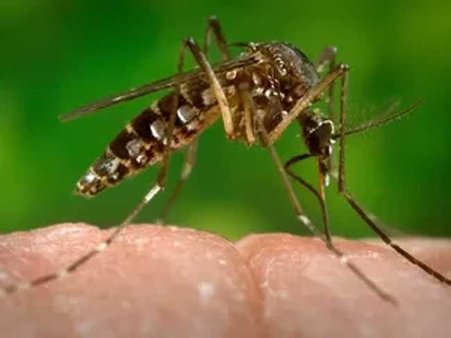 Ministério da Saúde confirma relação entre vírus Zika e microcefalia