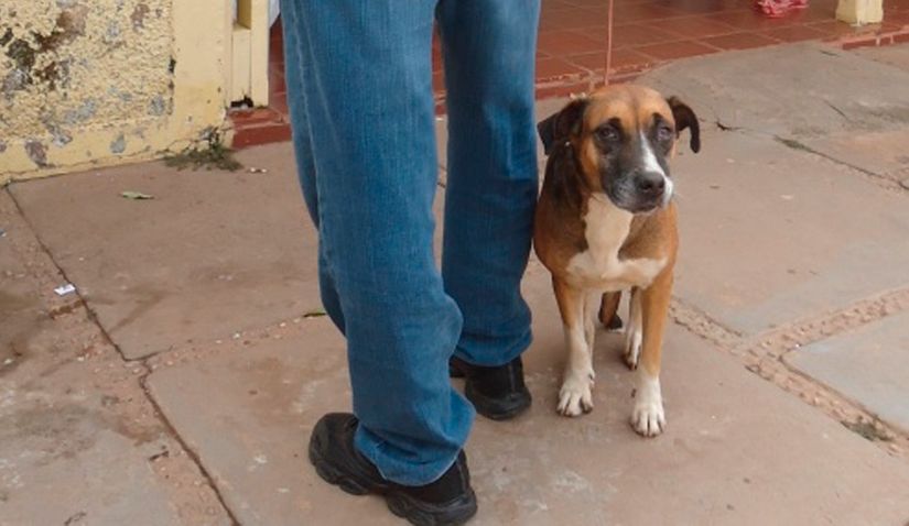 Com campanha contra raiva animal vai até 30 de novembro em Mato Grosso