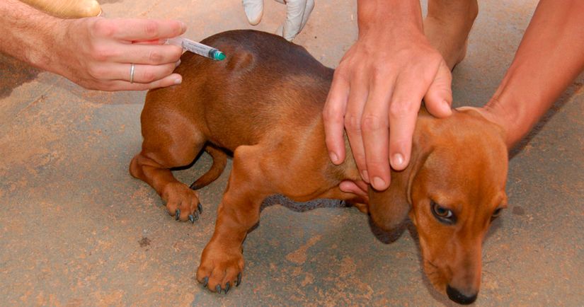 Sábado é dia de vacinação de cães e gatos em Rondonópolis