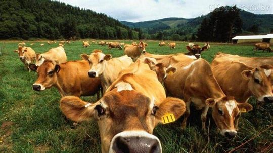 A vaca vai pro brejo?