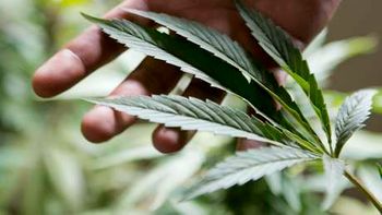 Regulamentação da maconha voltará a debate hoje no Senado