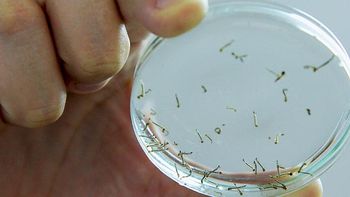 Estado divulga dados de dengue de 1 de janeiro a 24 de julho de 2014