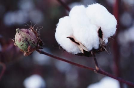 Safra de algodão tem boa perspectiva de produtividade