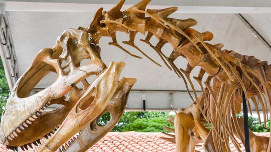 Pycnonemosaurus nevesi, ou dinossauro de mata fechada, viveu onde hoje fica o Estado de Mato Grosso   Imagem: Tchélo Figueiredo