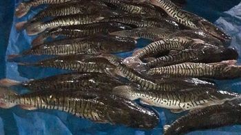 Pescado foi adoado para uma instituição (Foto: divulgação PM/MT)