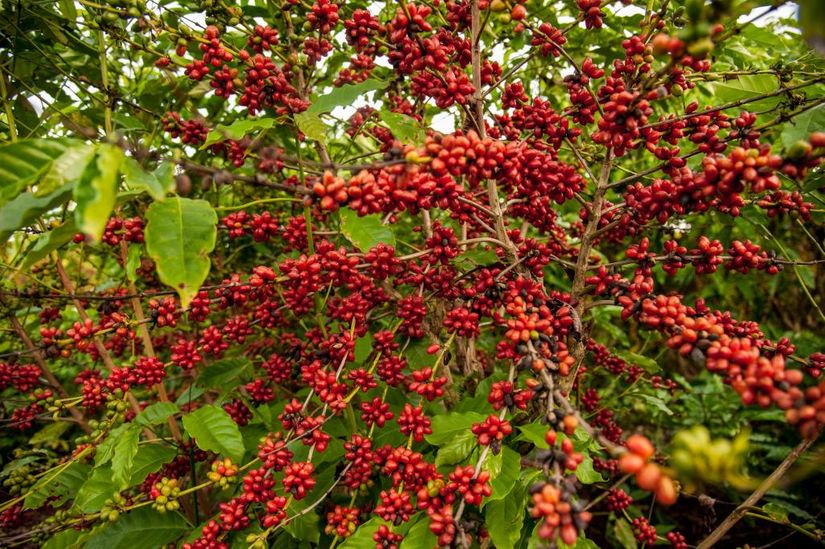Na previsão da Conab, a previsão é de que Mato Grosso deva produzir entre 159 a 168,8 mil sacas de café. (Foto: Maria Anffe- Gcom)
