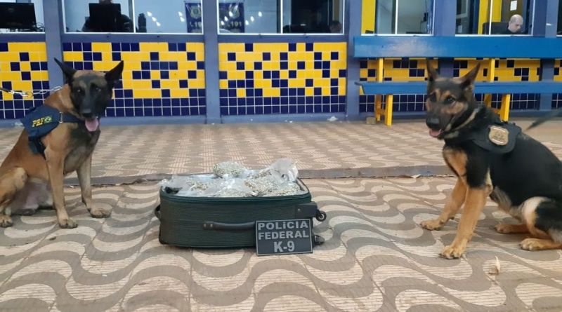 Foto: divulgação PRF/MT