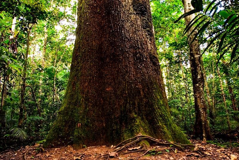 Floresta Amazônica - Foto por: Secom-MT
