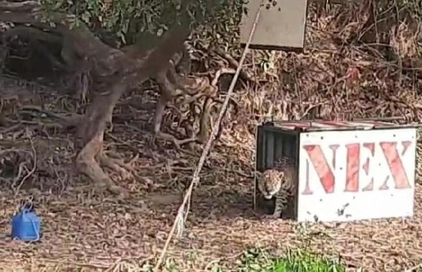 Foto: divulgação Sema/MT