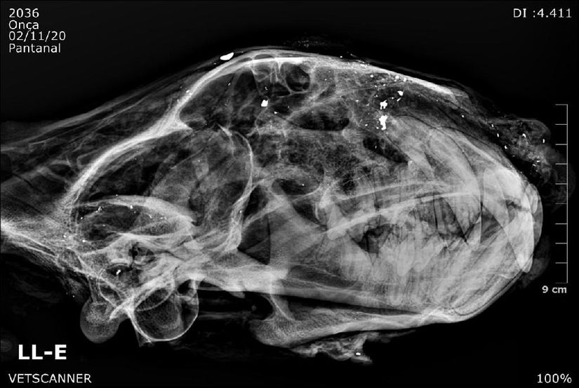 Imagem radiológica mostra bala estilhaçada em crânio de onça-pintada. (Foto : VetScanner)