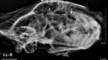 Imagem radiológica mostra bala estilhaçada em crânio de onça-pintada. (Foto : VetScanner)