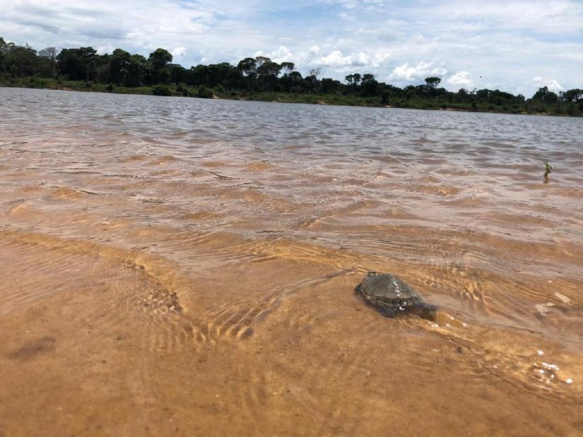 Especialistas estimam nascimento de 250 mil tartarugas na praia das gaivotas. (Foto: Juliana Carvalho)
