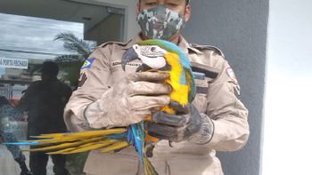 Corpo de Bombeiros
