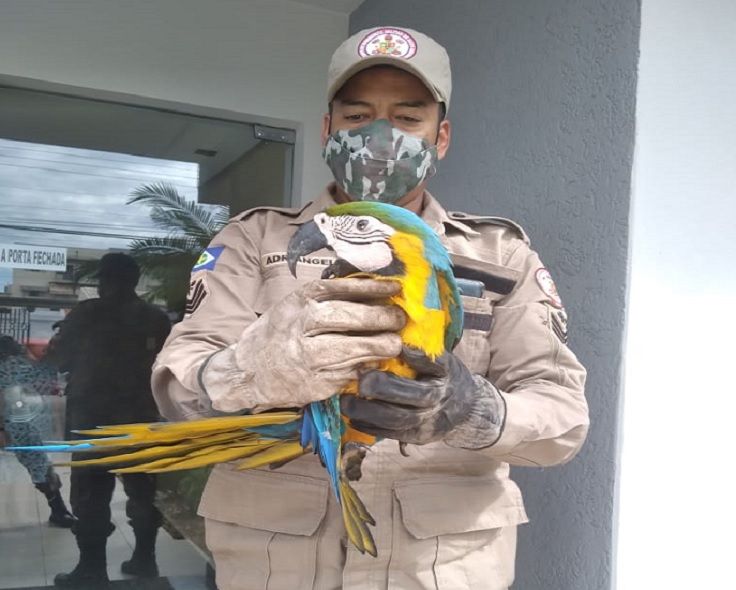 Corpo de Bombeiros