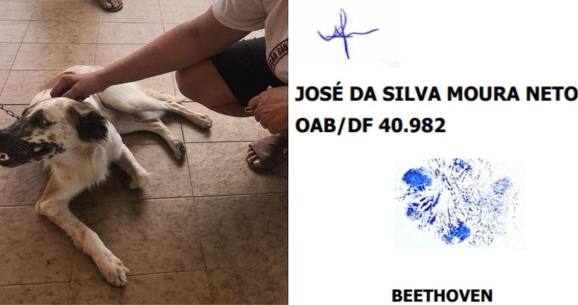 Reprodução