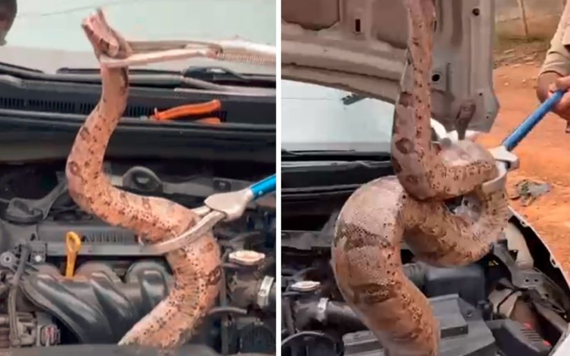 Cobra capturada em motor mede quase dois metros — Foto: Montagem/G1