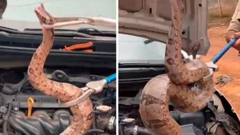 Cobra capturada em motor mede quase dois metros — Foto: Montagem/G1