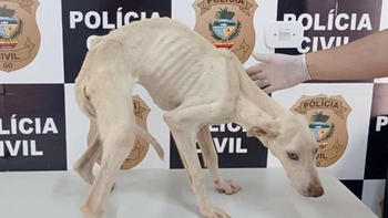 Polícia Civil de Goiás