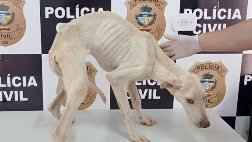 Polícia Civil de Goiás