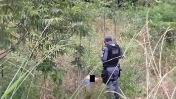 Tangará em Foco
