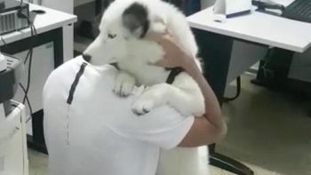 Dono recebe cachorro que havia sido furtado em Goiânia, Goiás — Foto: Divulgação/Polícia Civil