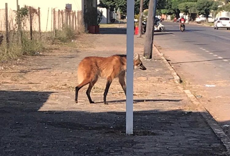 Arquivo pessoal