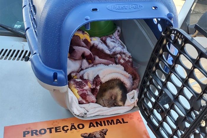 Reprodução