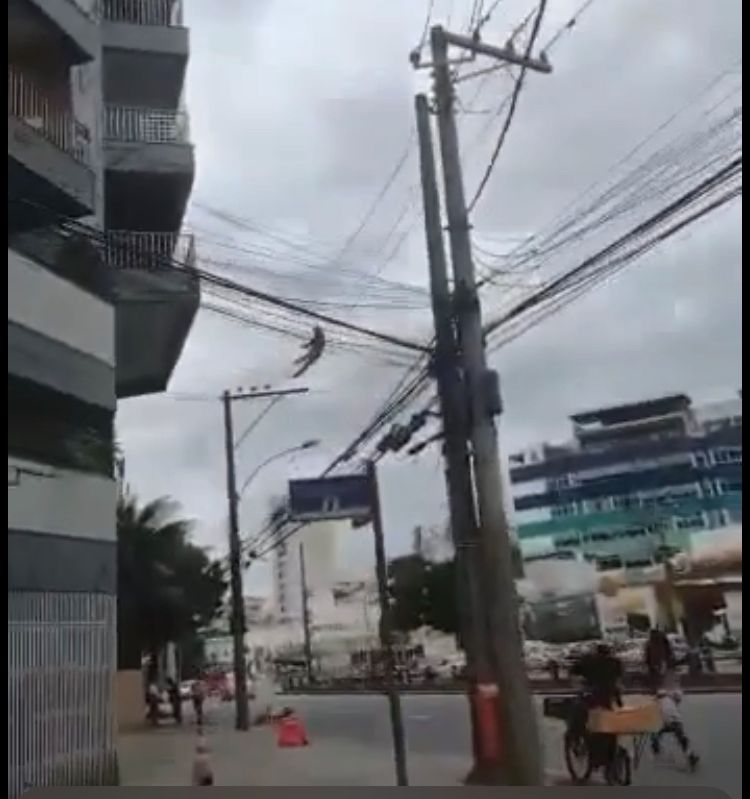 Reprodução/vídeo