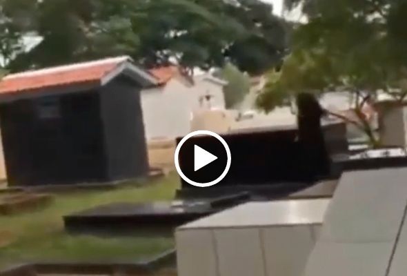 Reprodução/vídeo