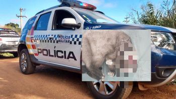Reprodução
