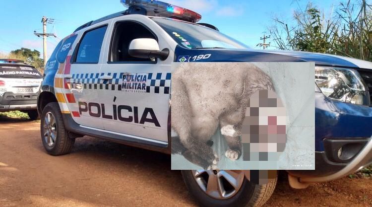Reprodução