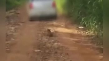 Reprodução/vídeo