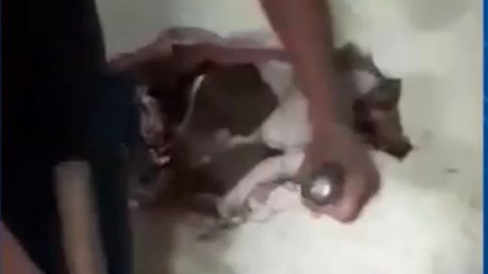 Reprodução/vídeo