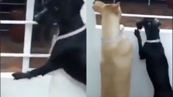 Reprodução/vídeo