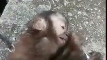 Reprodução/vídeo